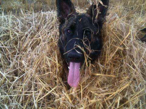 Schæferhund Cato billede 1