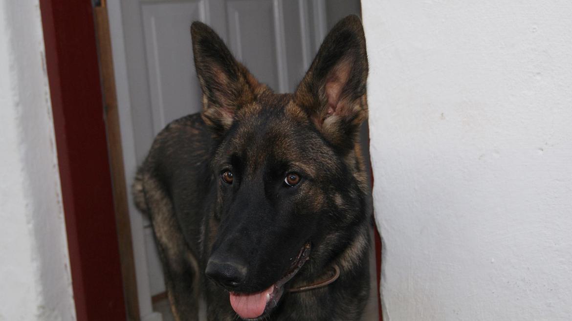 Schæferhund Cato billede 4