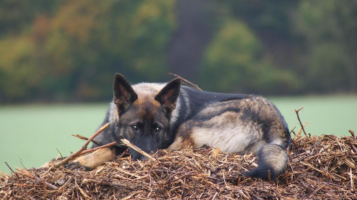 Schæferhund Cato billede 2