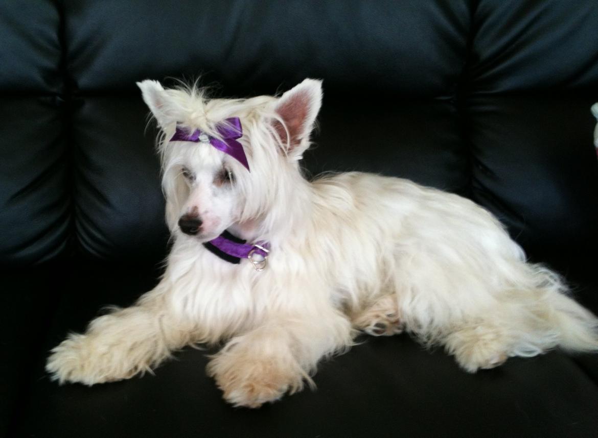 Chinese crested powder puff Dainty Moonbeam of Candymoor castle billede 8