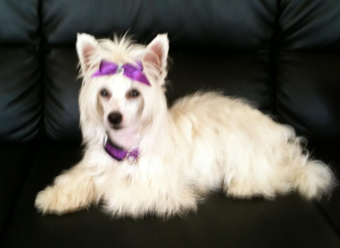 Chinese crested powder puff Dainty Moonbeam of Candymoor castle billede 5