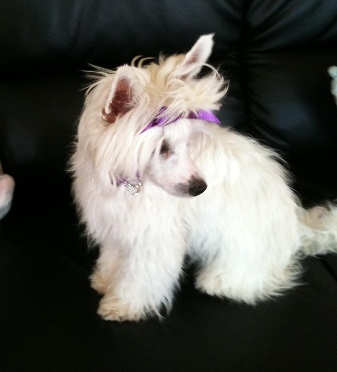 Chinese crested powder puff Dainty Moonbeam of Candymoor castle billede 7