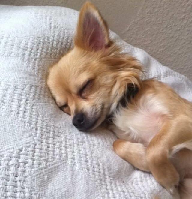 Chihuahua Cæsar billede 5