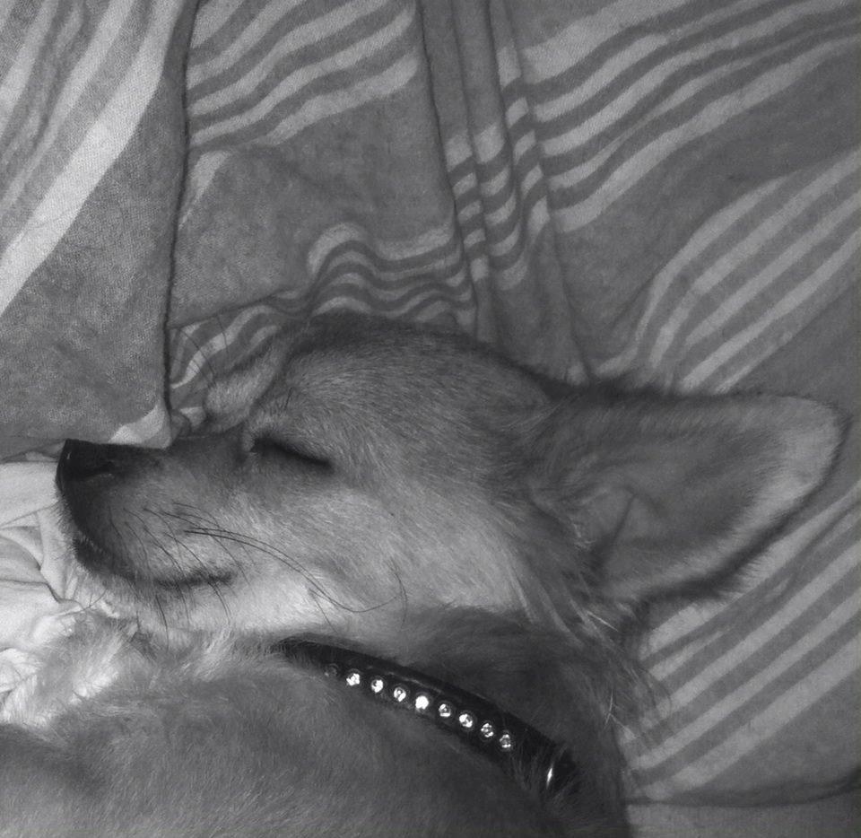 Chihuahua Cæsar billede 6