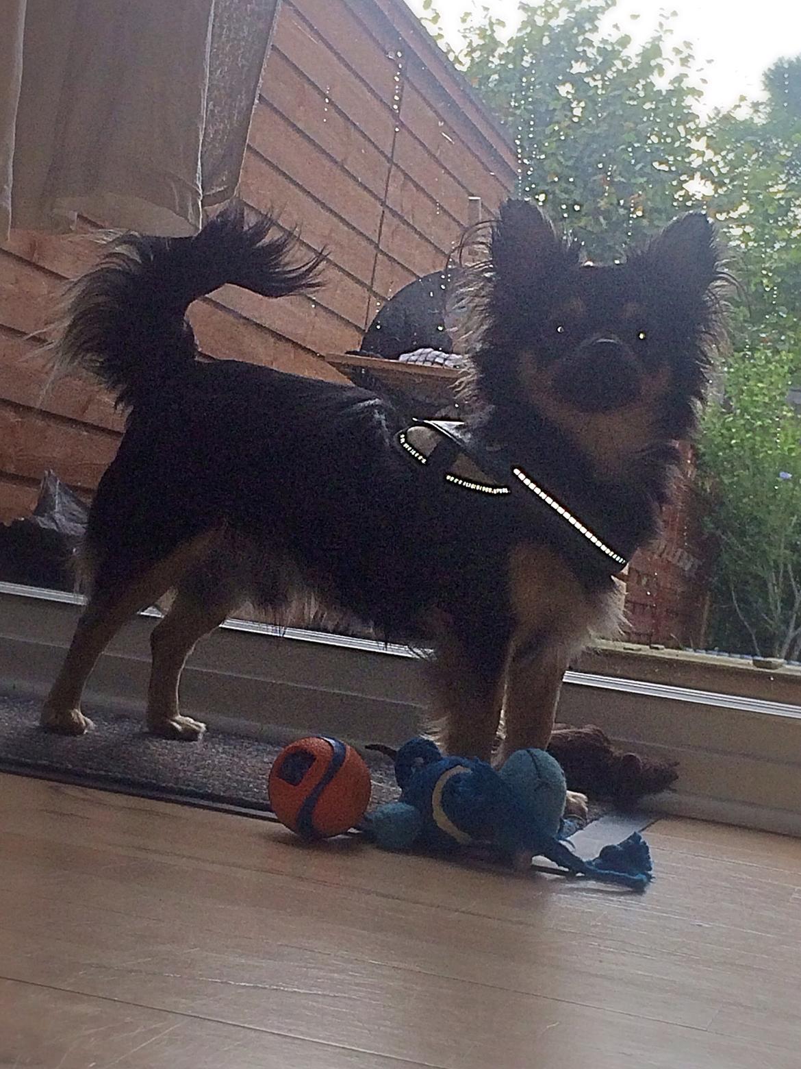 Chihuahua Milo billede 10