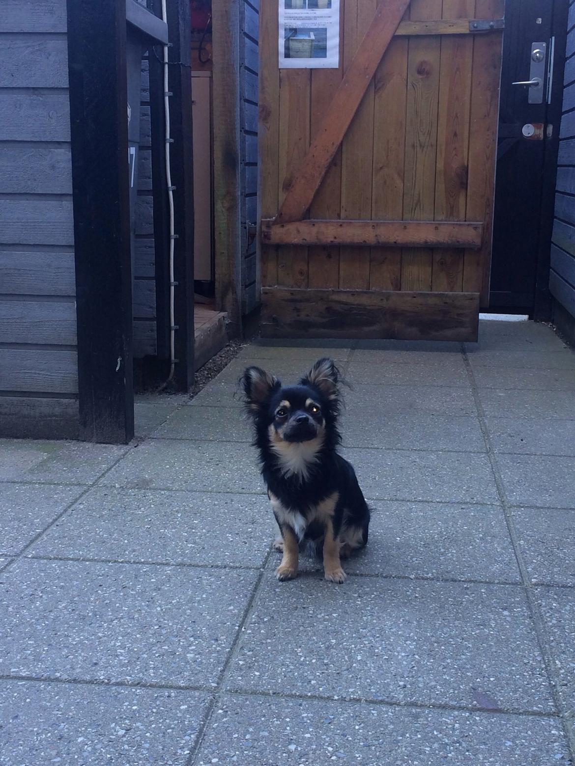 Chihuahua Milo billede 11