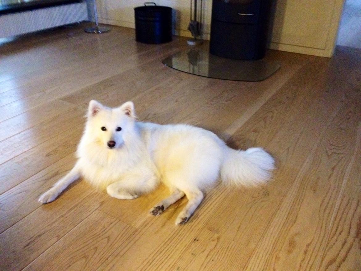 Japansk spids Kenzo billede 10