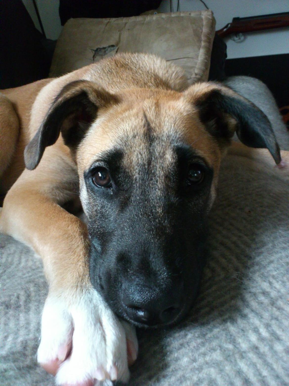 Blanding af racer Manse billede 1