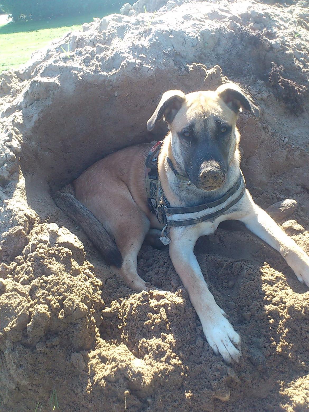 Blanding af racer Manse billede 2