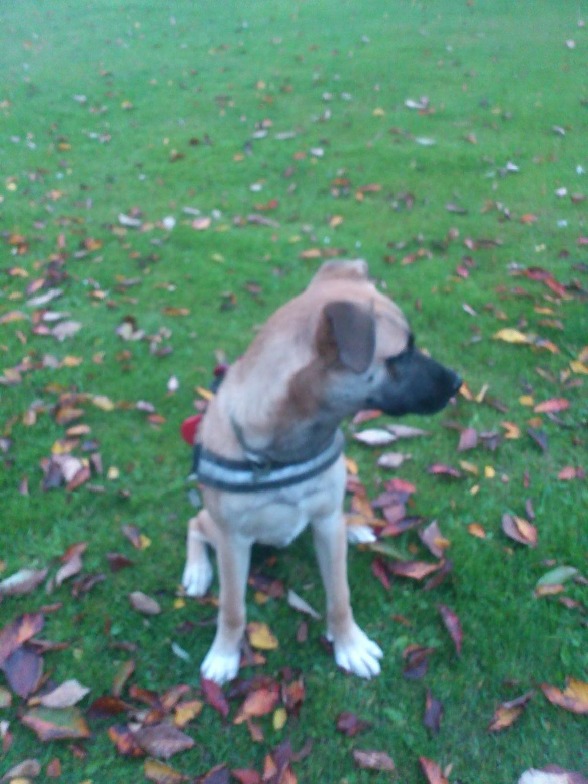 Blanding af racer Manse billede 3