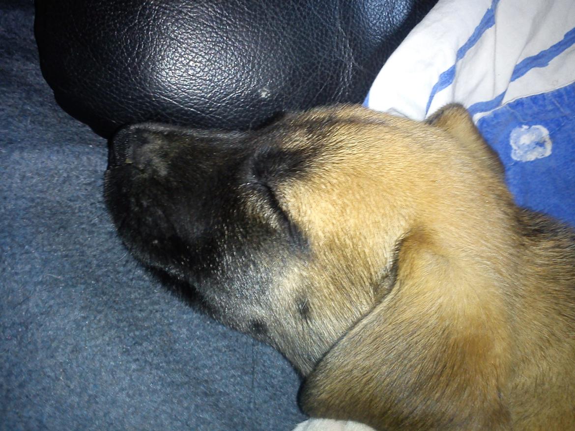 Blanding af racer Manse billede 4