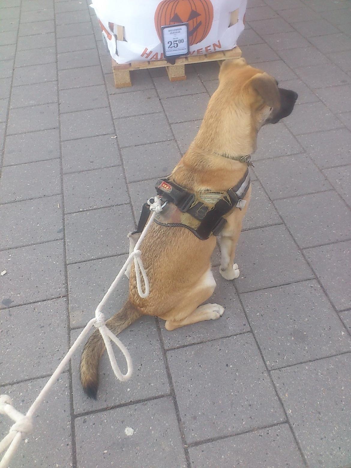 Blanding af racer Manse billede 5