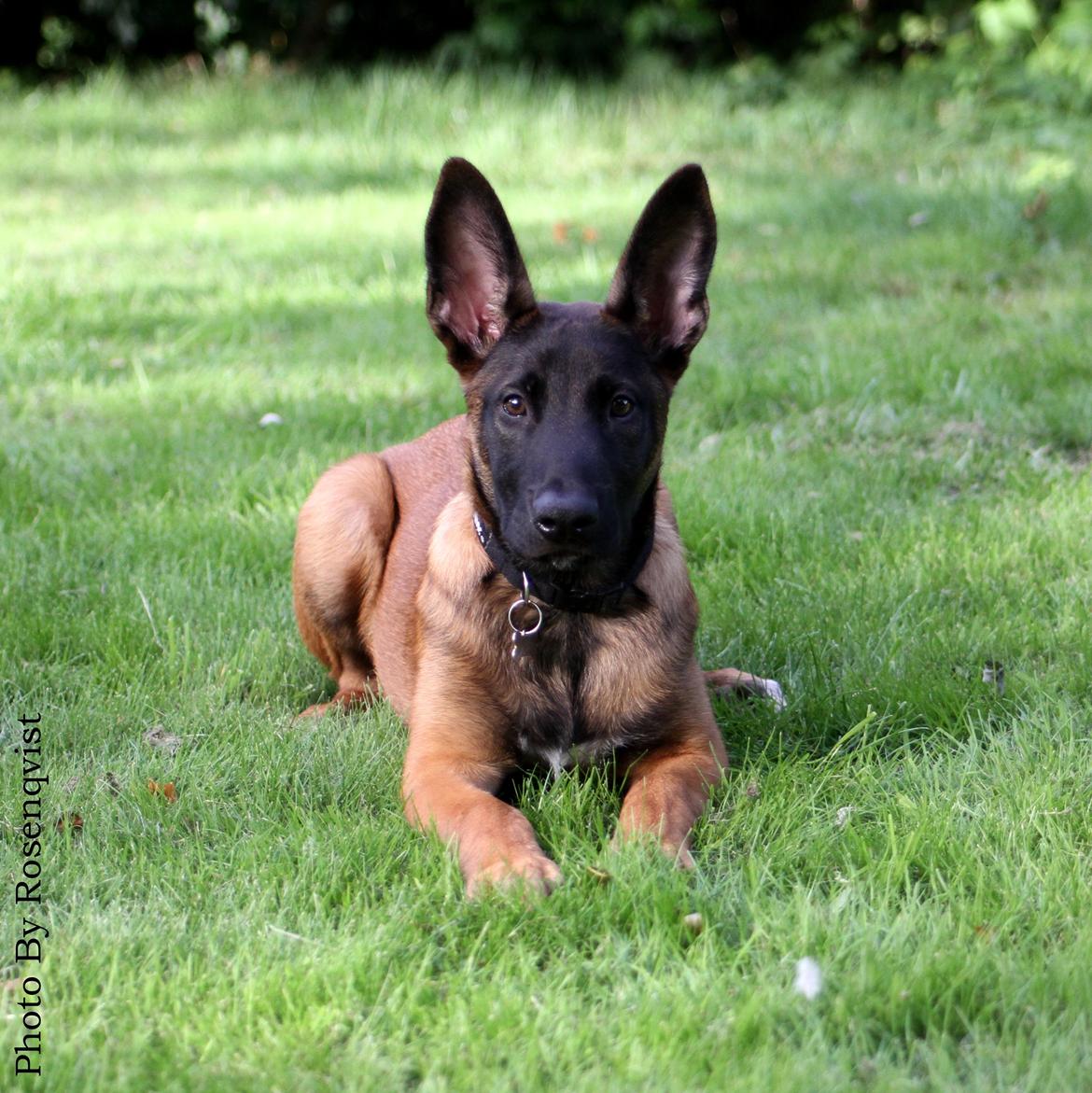 Malinois Mallesmedens 007 (kaldenavn: Ecco). billede 27