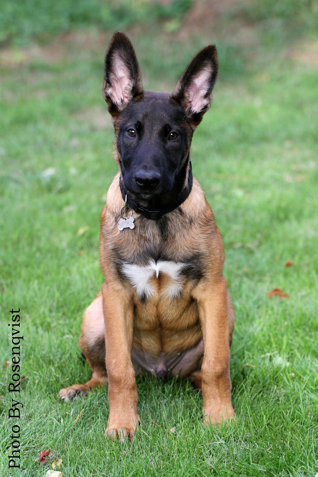 Malinois Mallesmedens 007 (kaldenavn: Ecco). billede 22