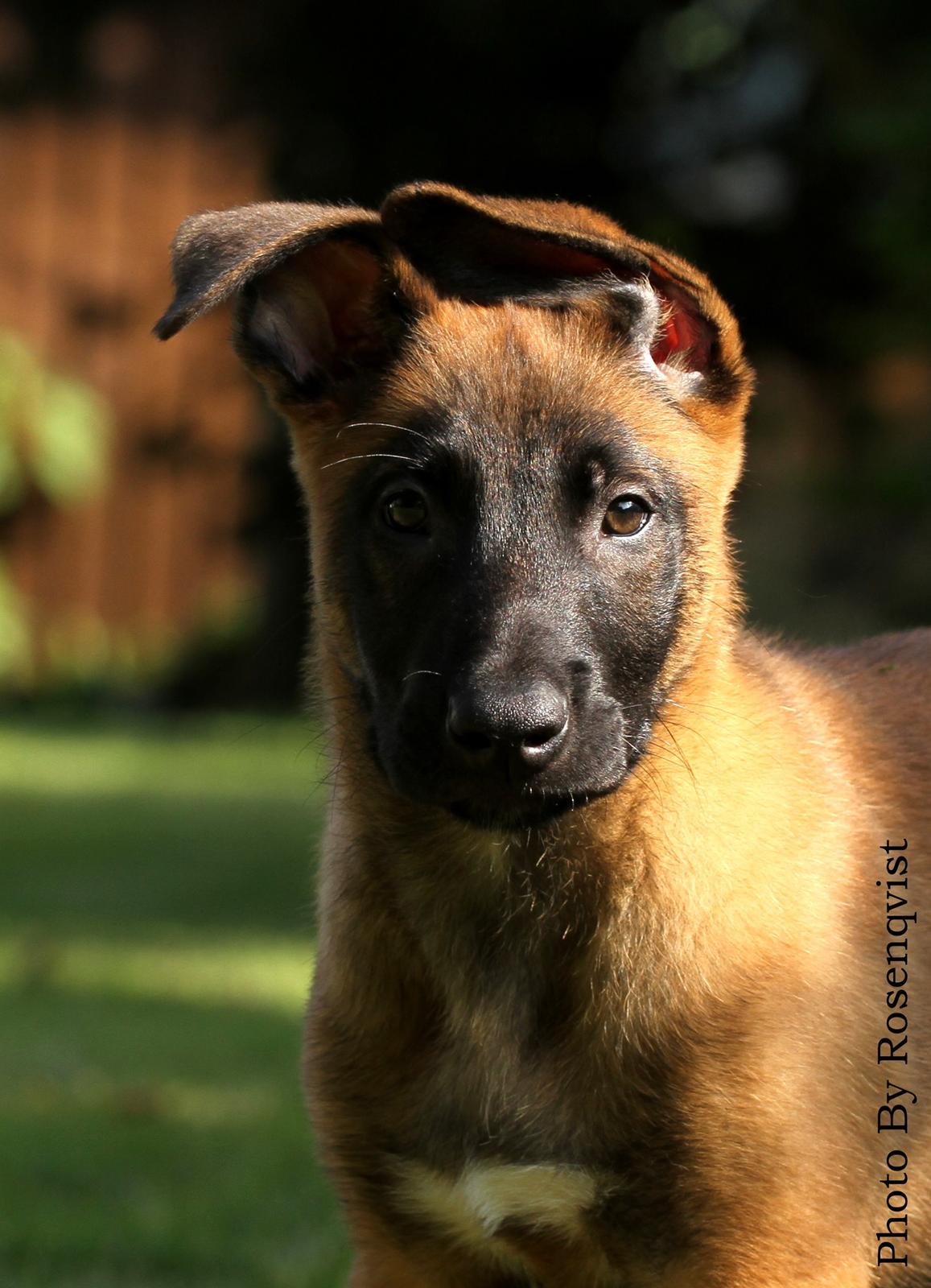 Malinois Mallesmedens 007 (kaldenavn: Ecco). billede 4