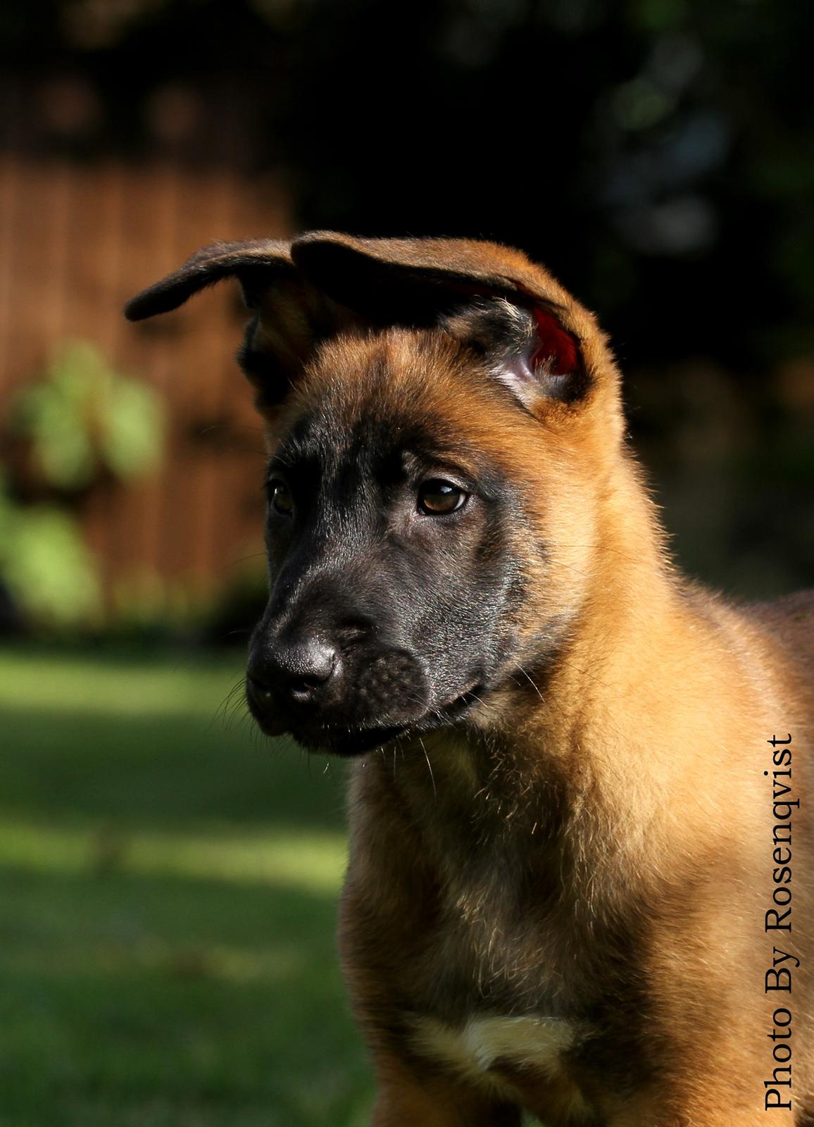 Malinois Mallesmedens 007 (kaldenavn: Ecco). billede 18