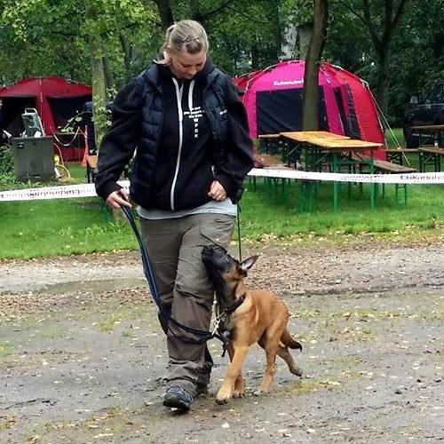 Malinois Mallesmedens 007 (kaldenavn: Ecco). billede 2