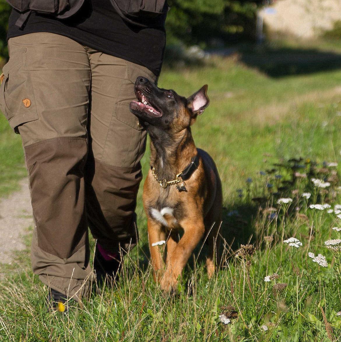 Malinois Mallesmedens 007 (kaldenavn: Ecco). billede 3