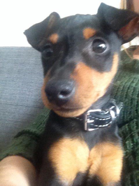 Dvaergpinscher Roxy billede 1