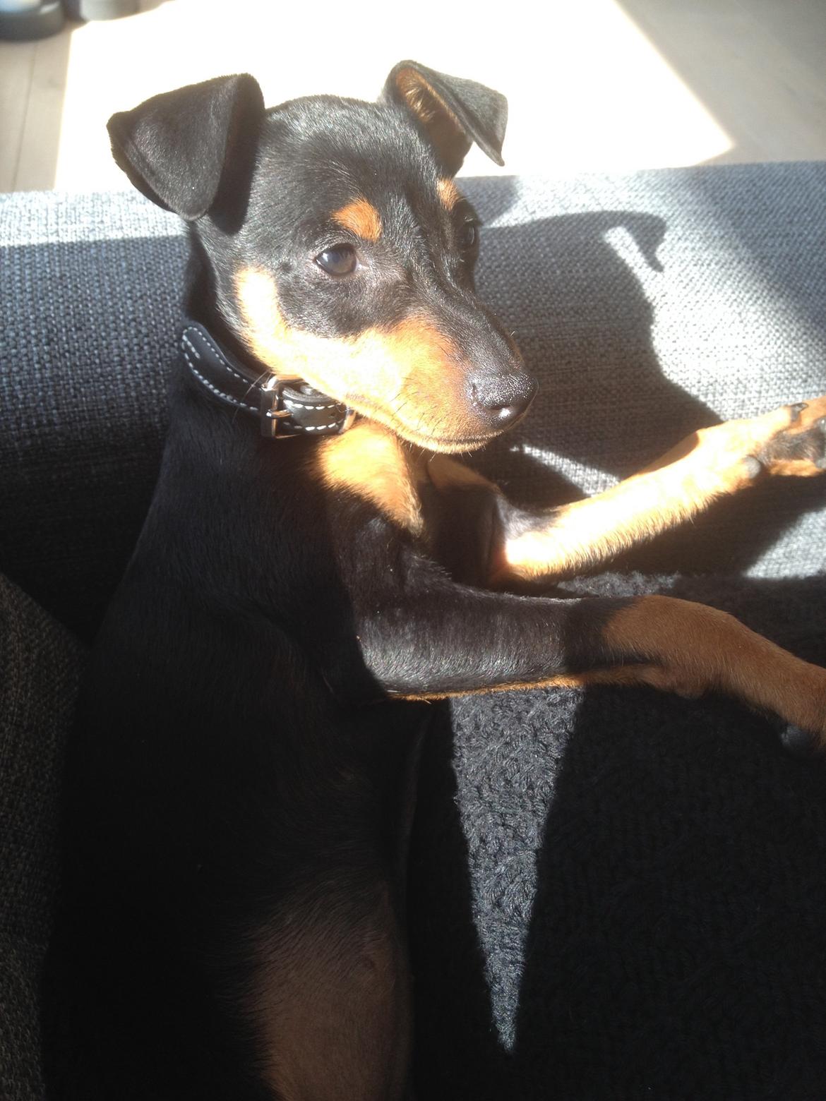 Dvaergpinscher Roxy billede 2
