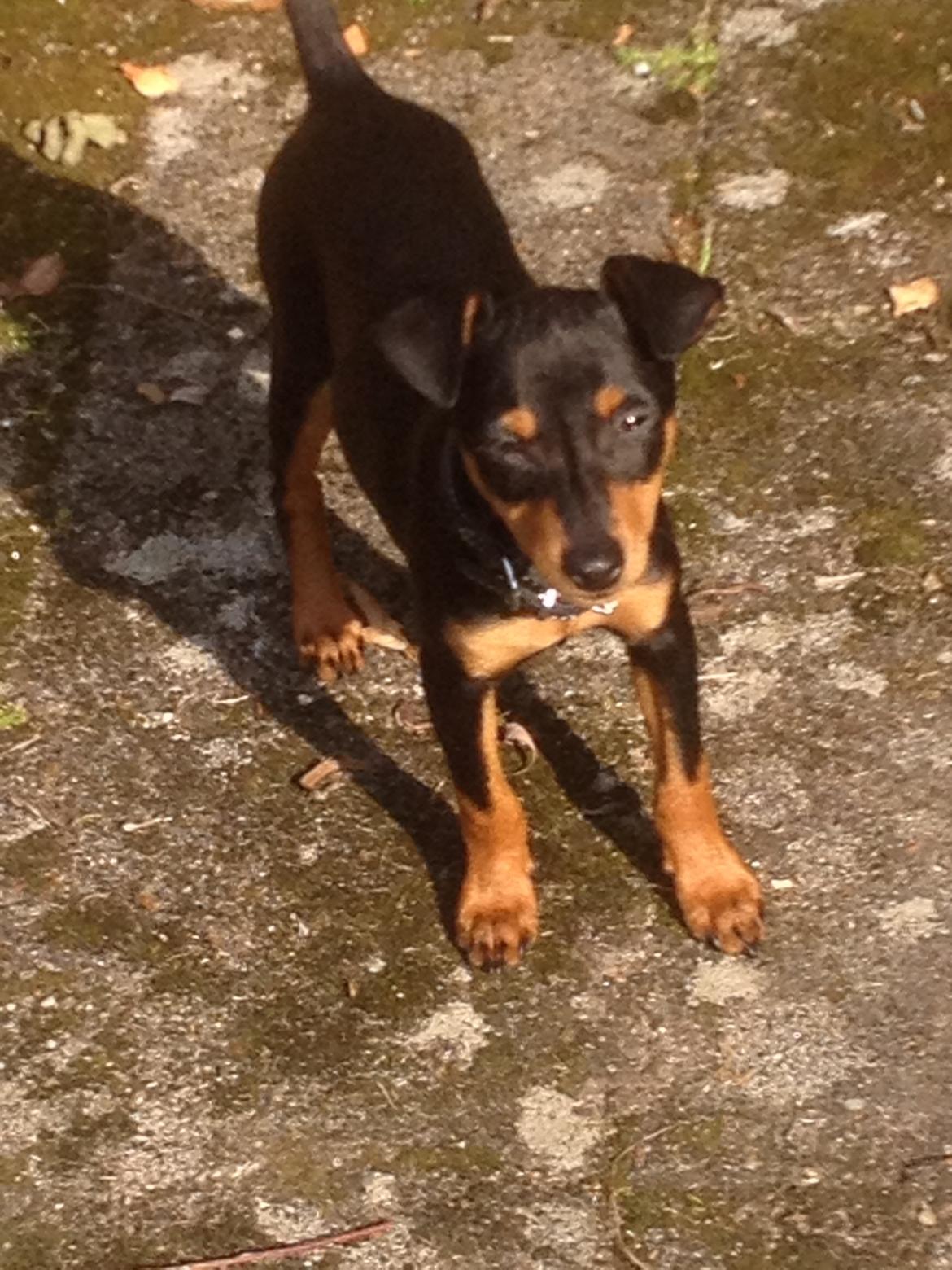 Dvaergpinscher Roxy billede 4