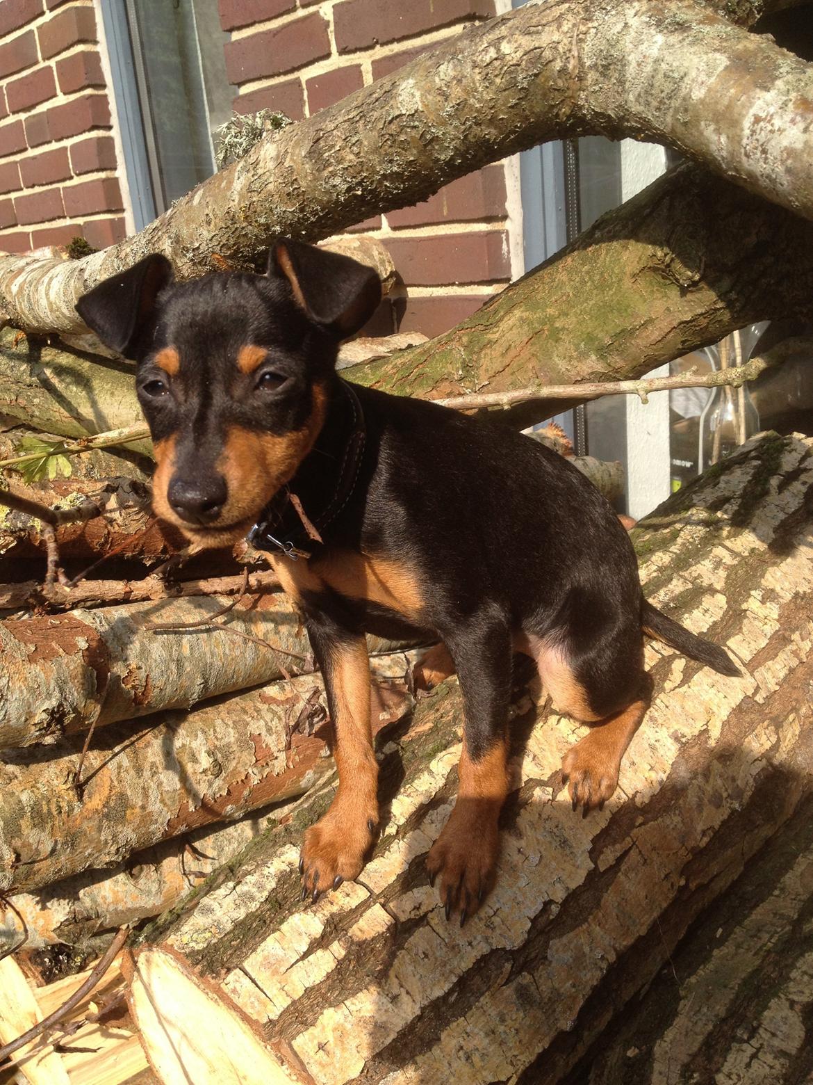 Dvaergpinscher Roxy billede 5