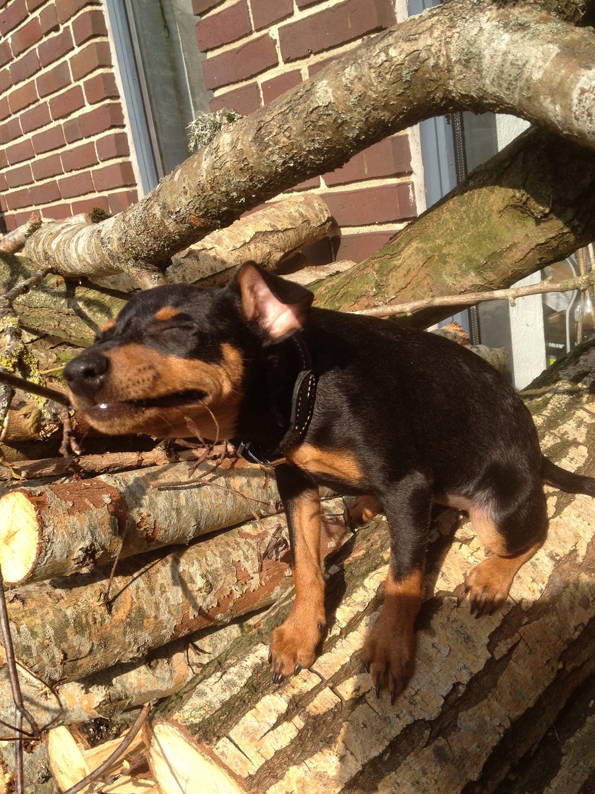 Dvaergpinscher Roxy billede 6