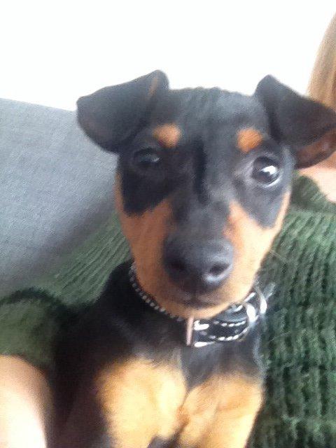 Dvaergpinscher Roxy billede 7