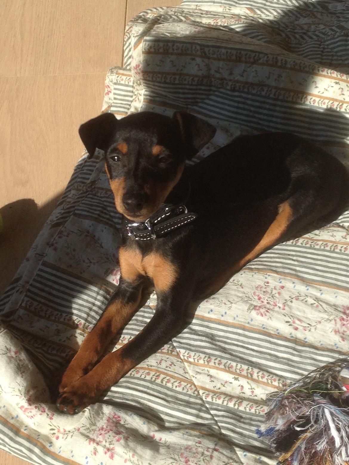 Dvaergpinscher Roxy billede 8