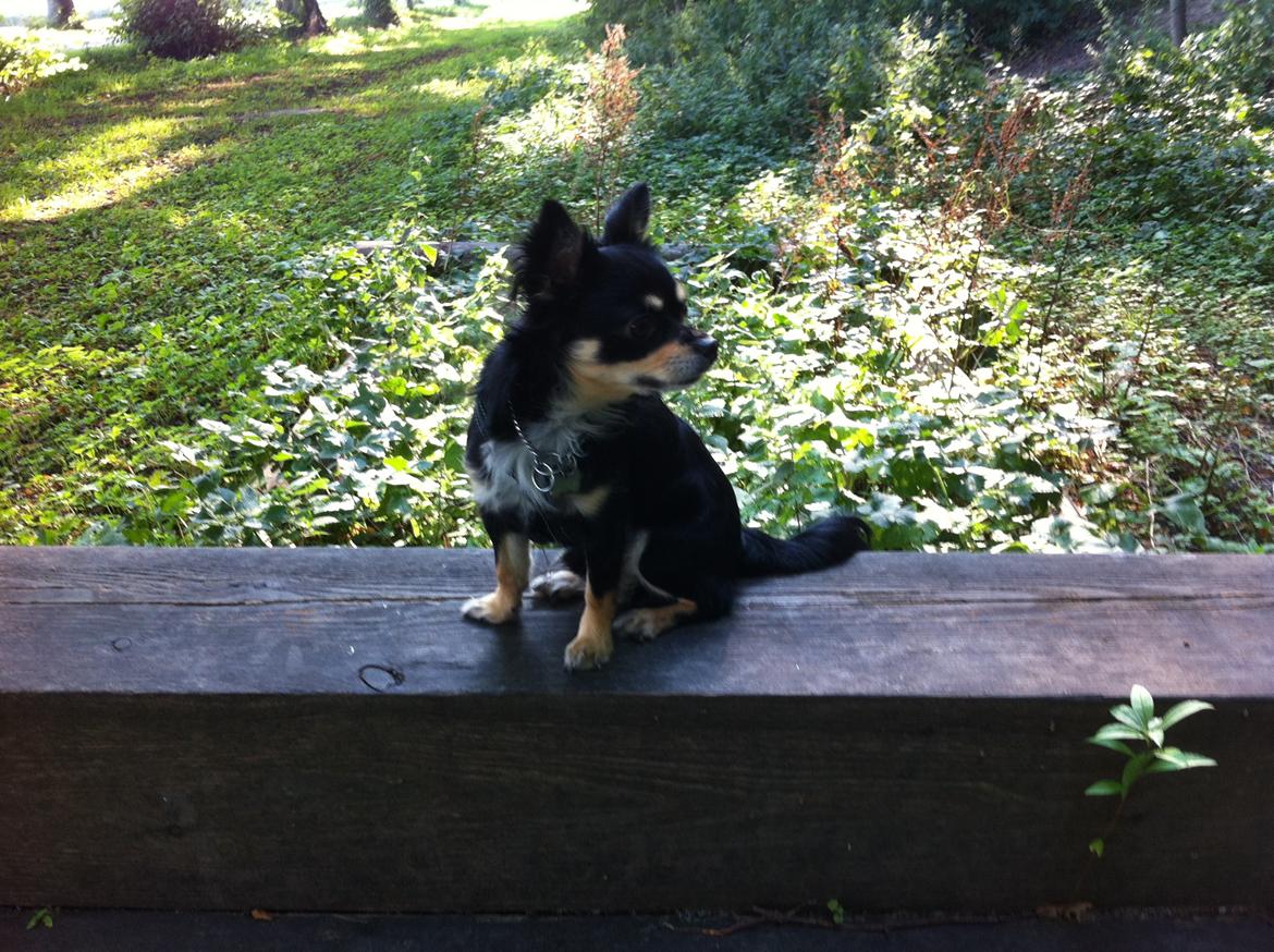 Chihuahua R.I.P Pago Pjevsen billede 29