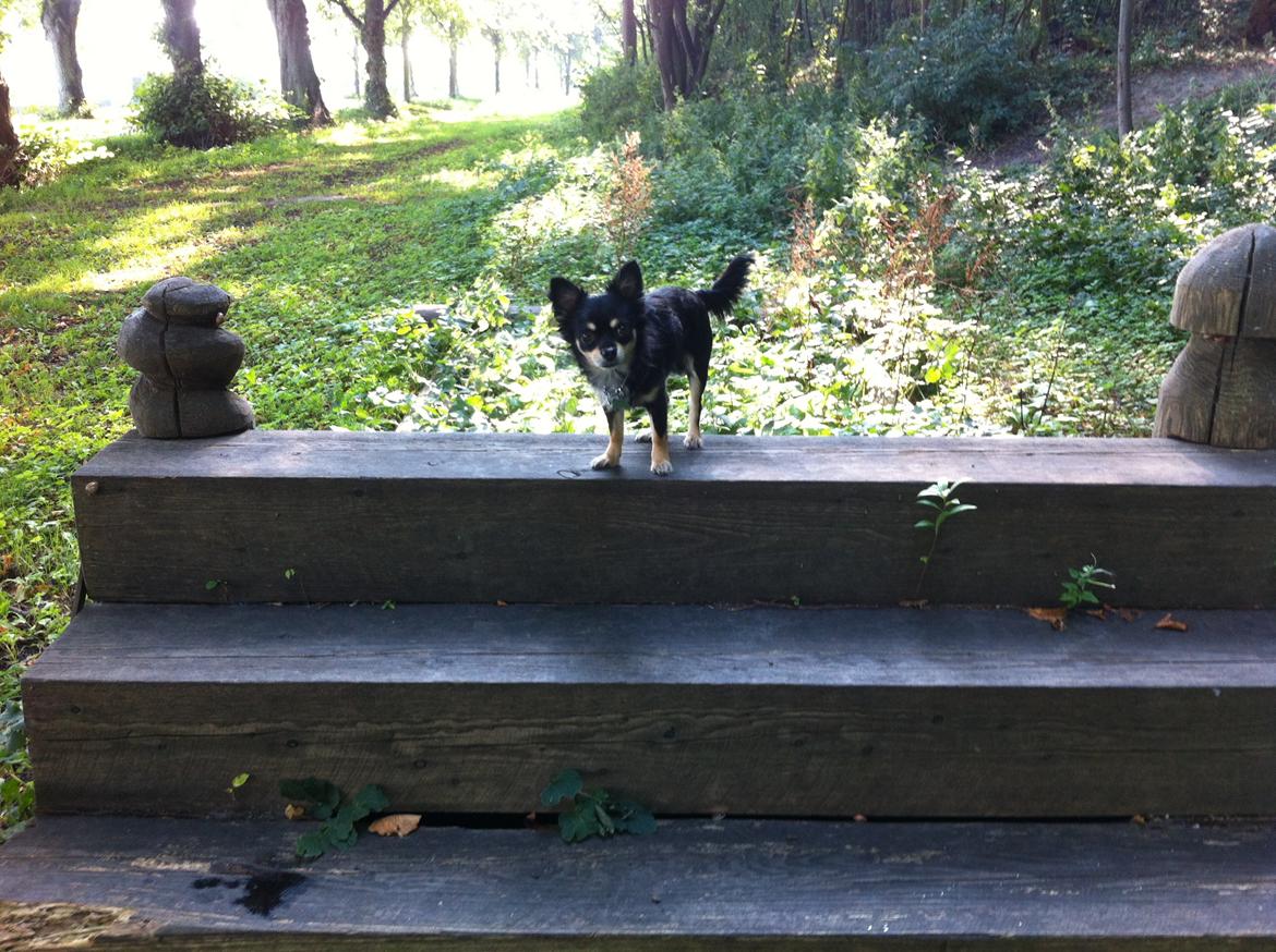 Chihuahua R.I.P Pago Pjevsen billede 30