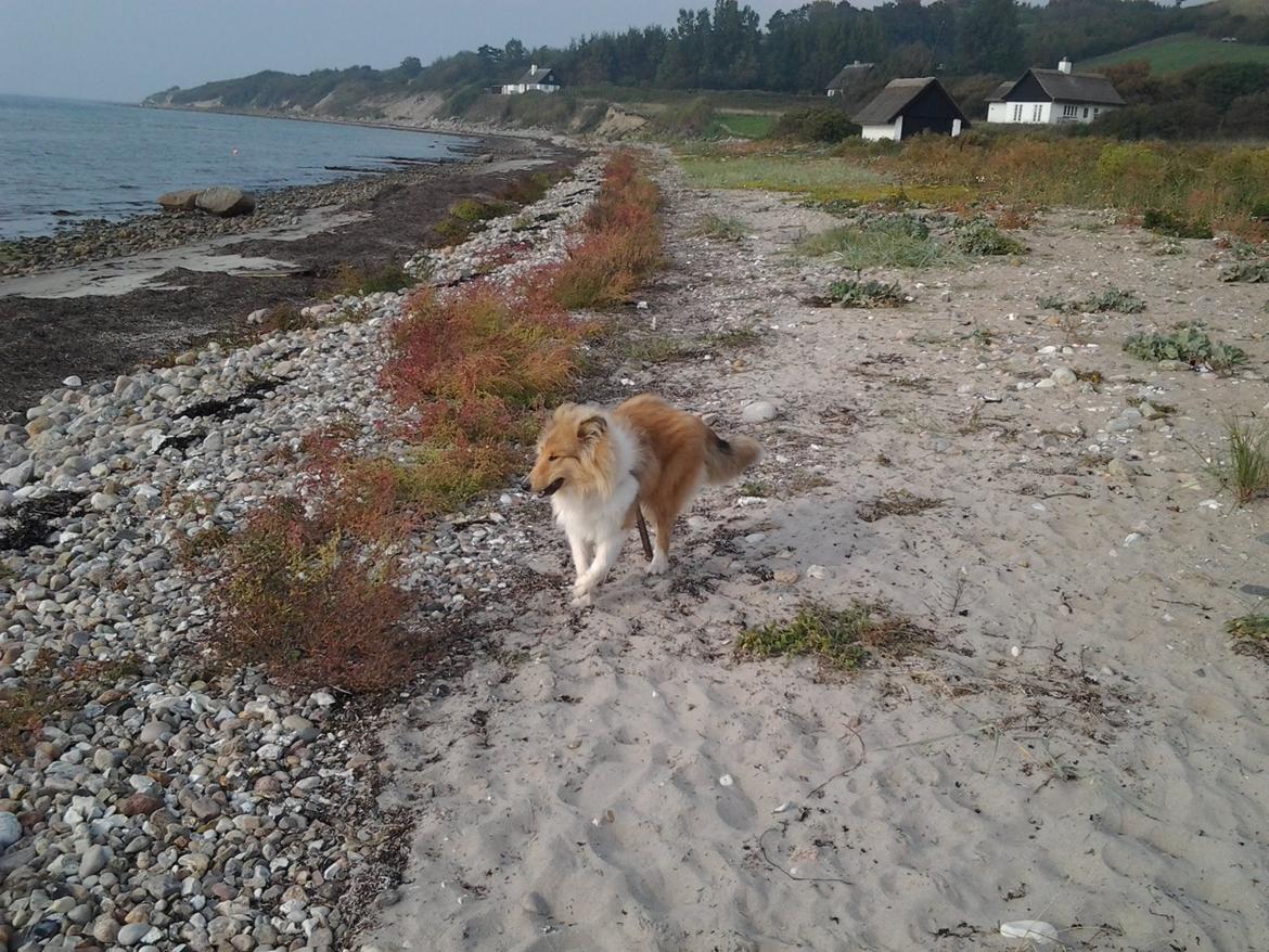 Collie langhåret James billede 21