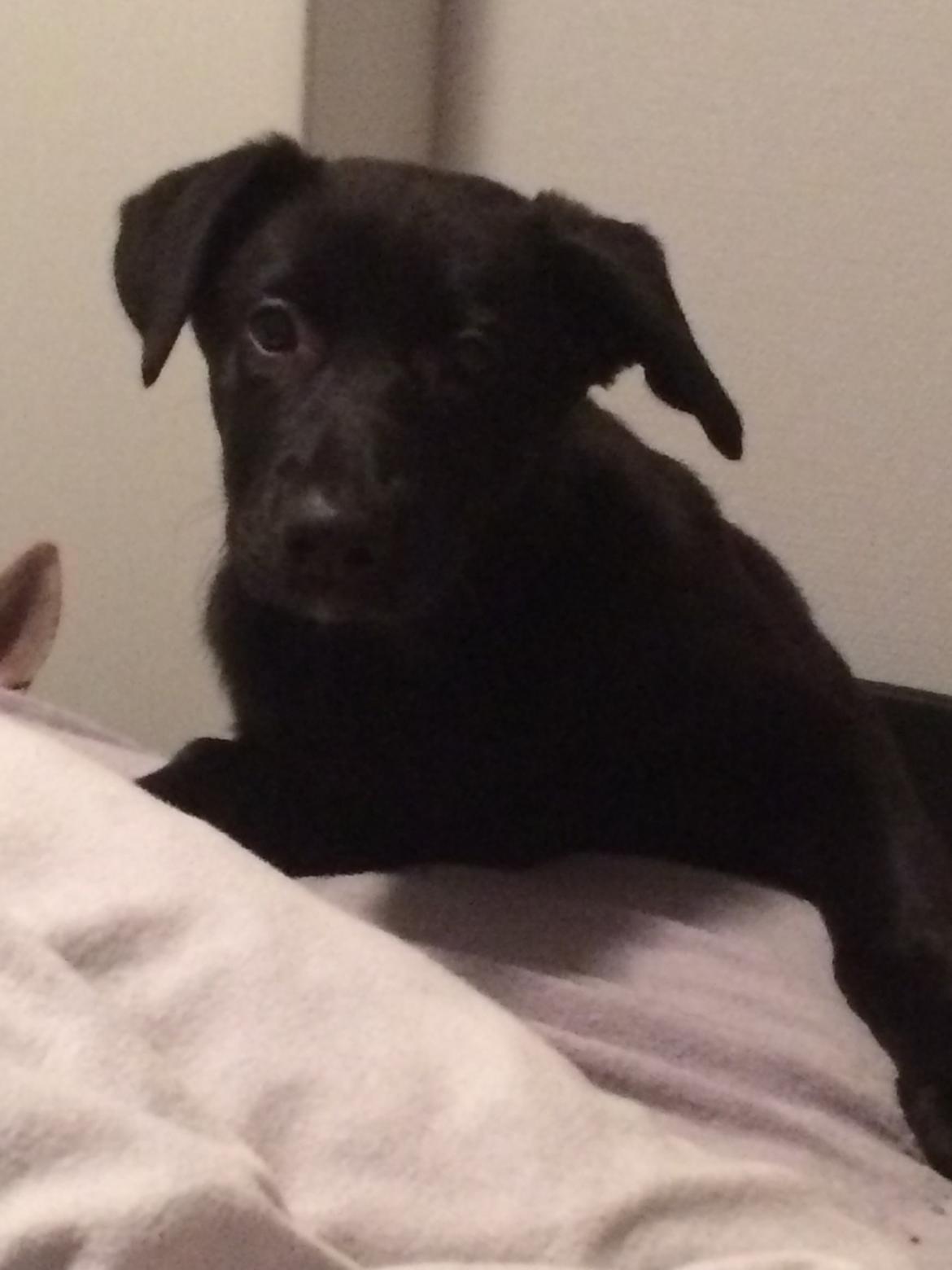 Blanding af racer Freya billede 6