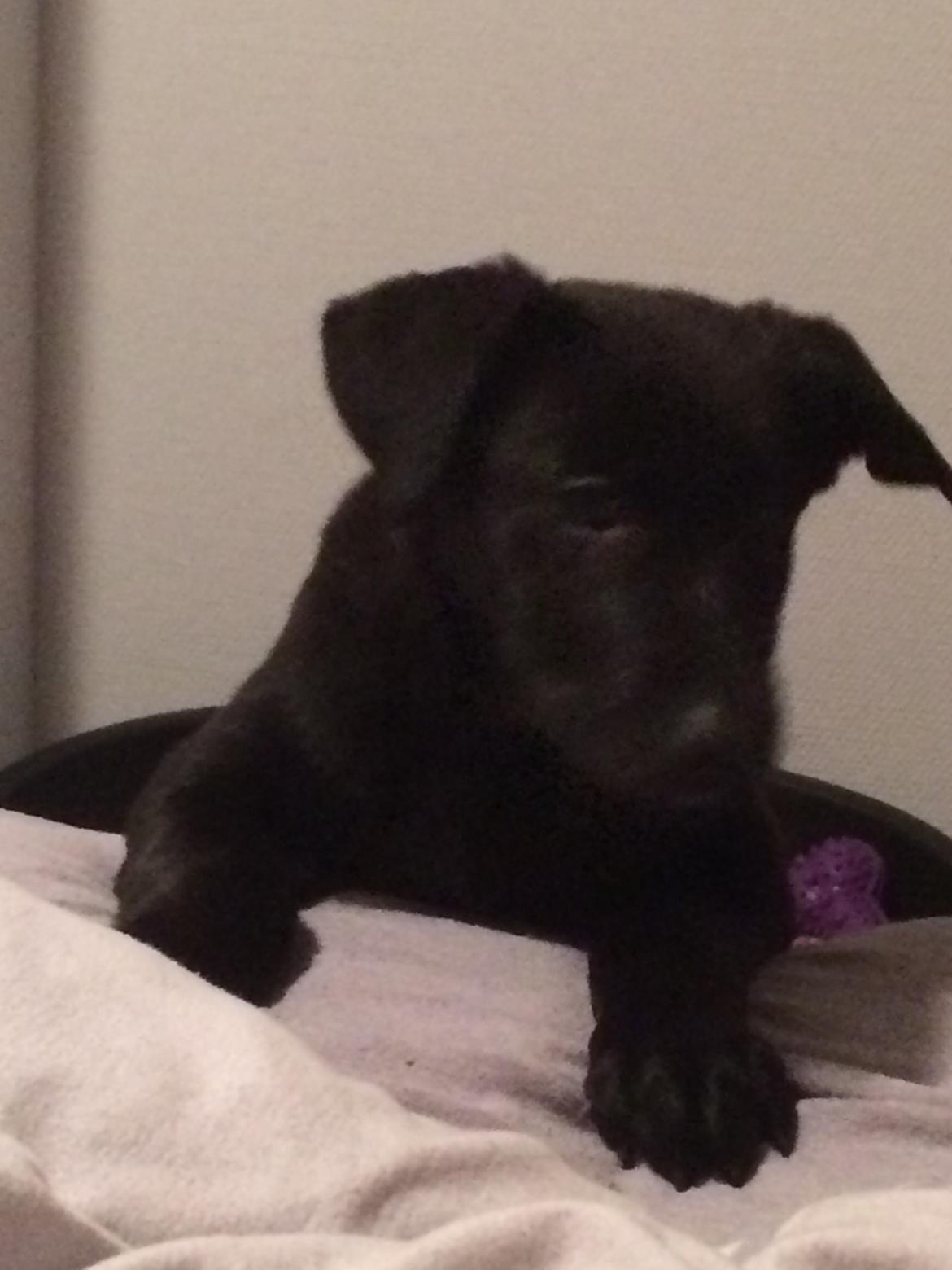 Blanding af racer Freya billede 7