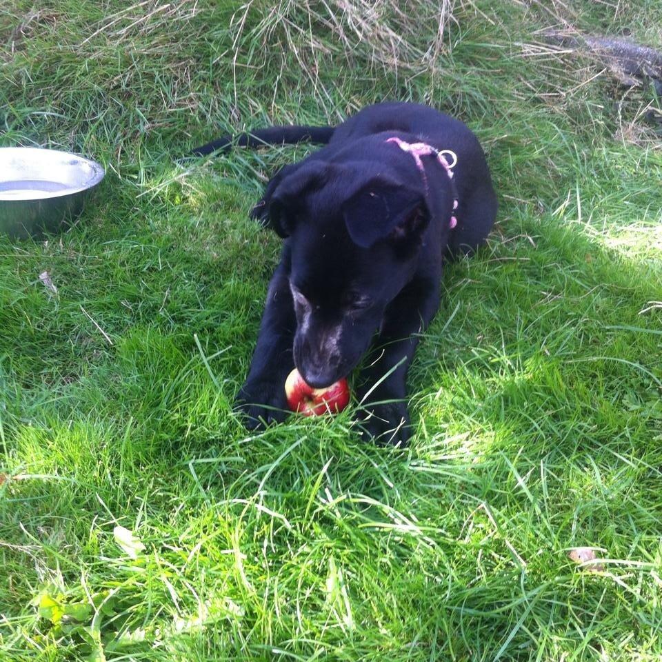 Blanding af racer Freya billede 8