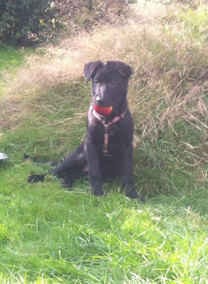 Blanding af racer Freya billede 9