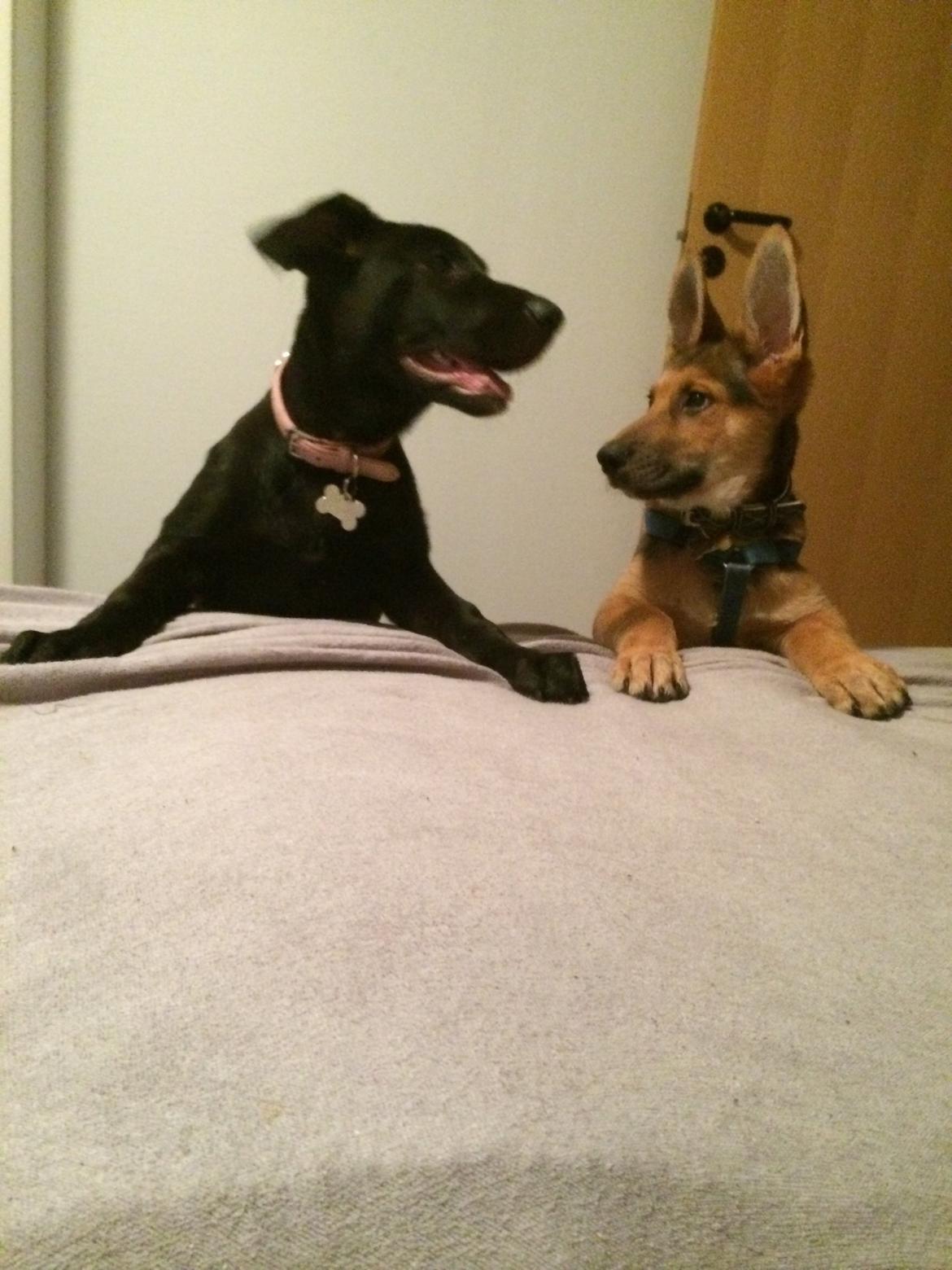 Blanding af racer Freya billede 10