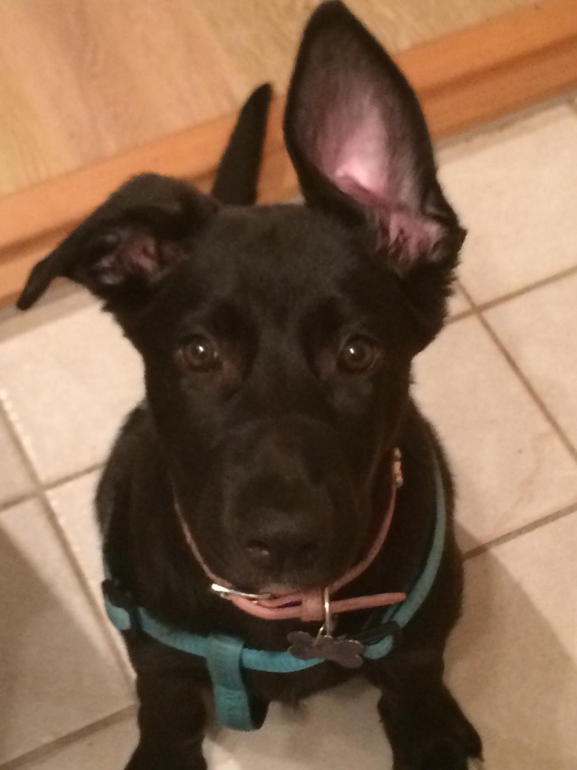 Blanding af racer Freya billede 11