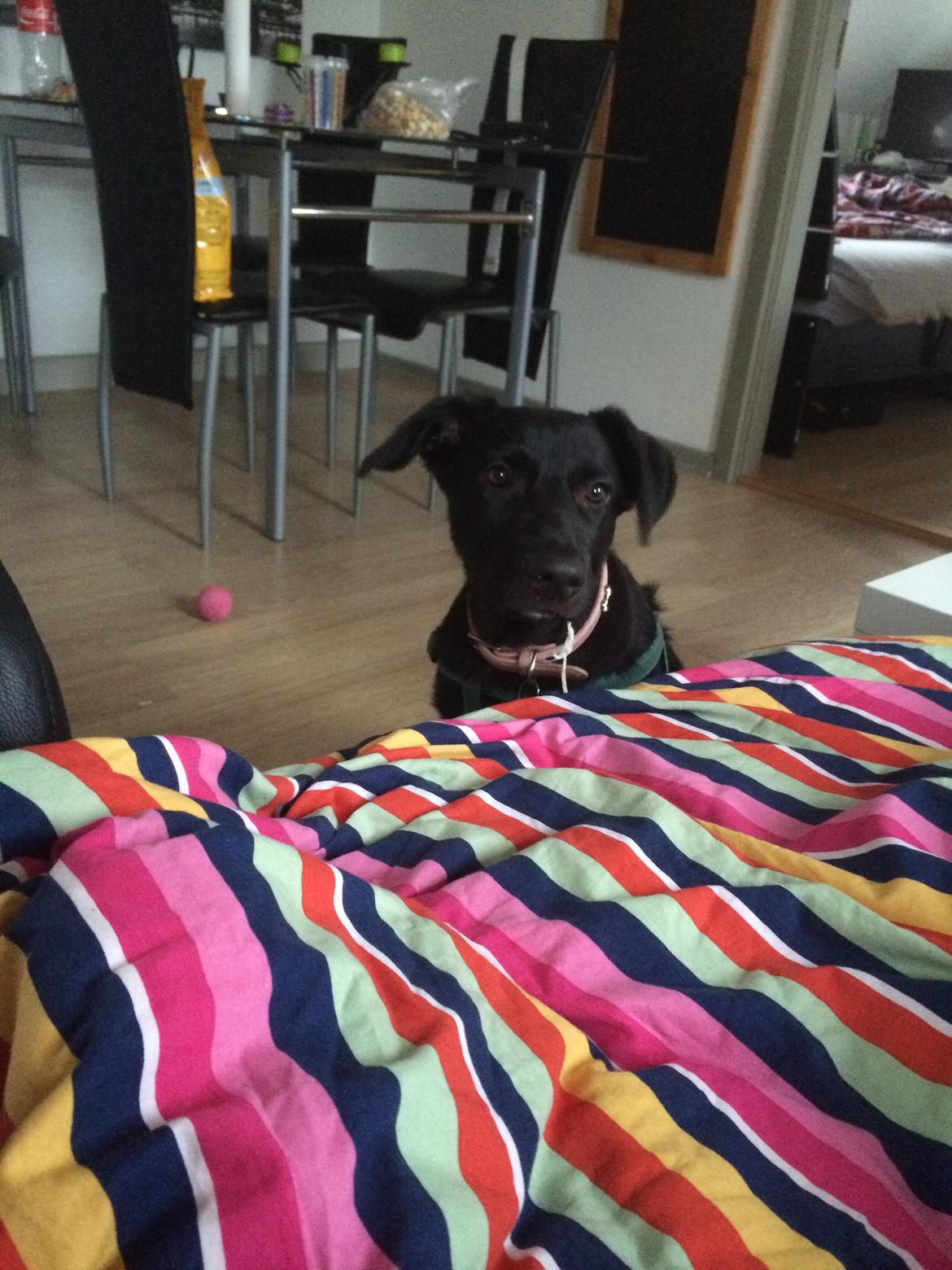 Blanding af racer Freya billede 12