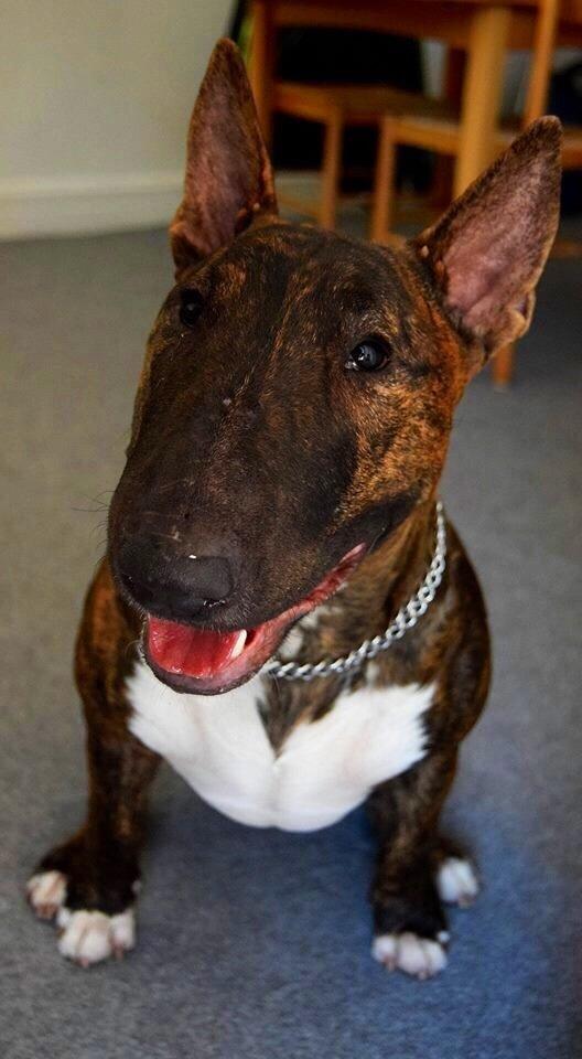 Bullterrier Ollie billede 9