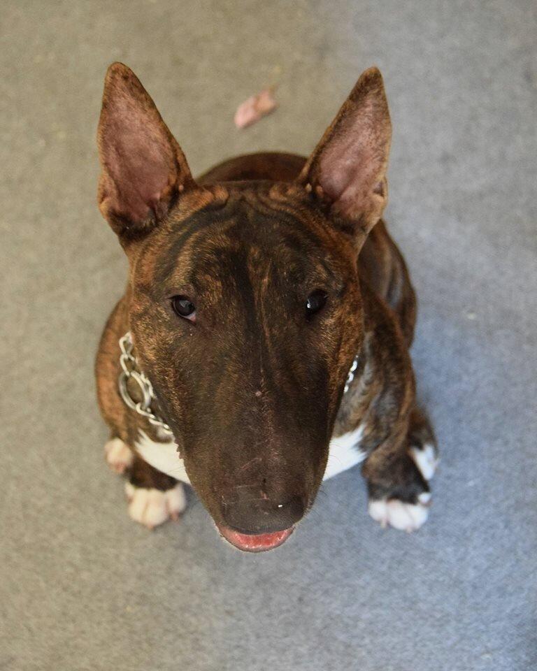Bullterrier Ollie billede 10