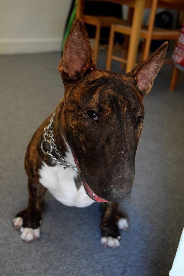 Bullterrier Ollie billede 8