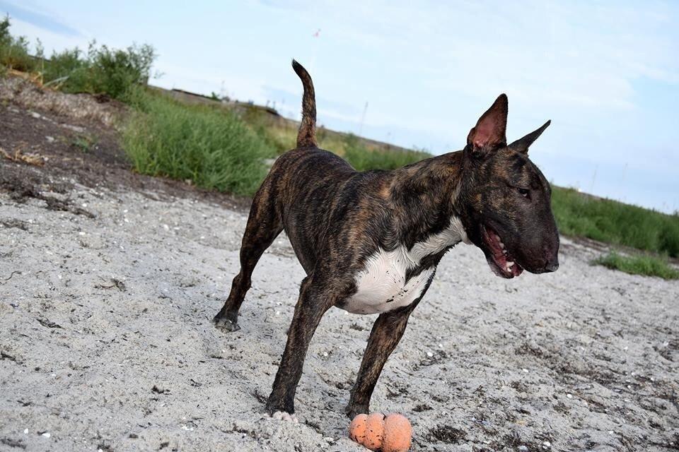 Bullterrier Ollie billede 13