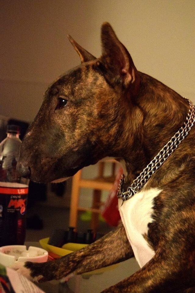 Bullterrier Ollie billede 11