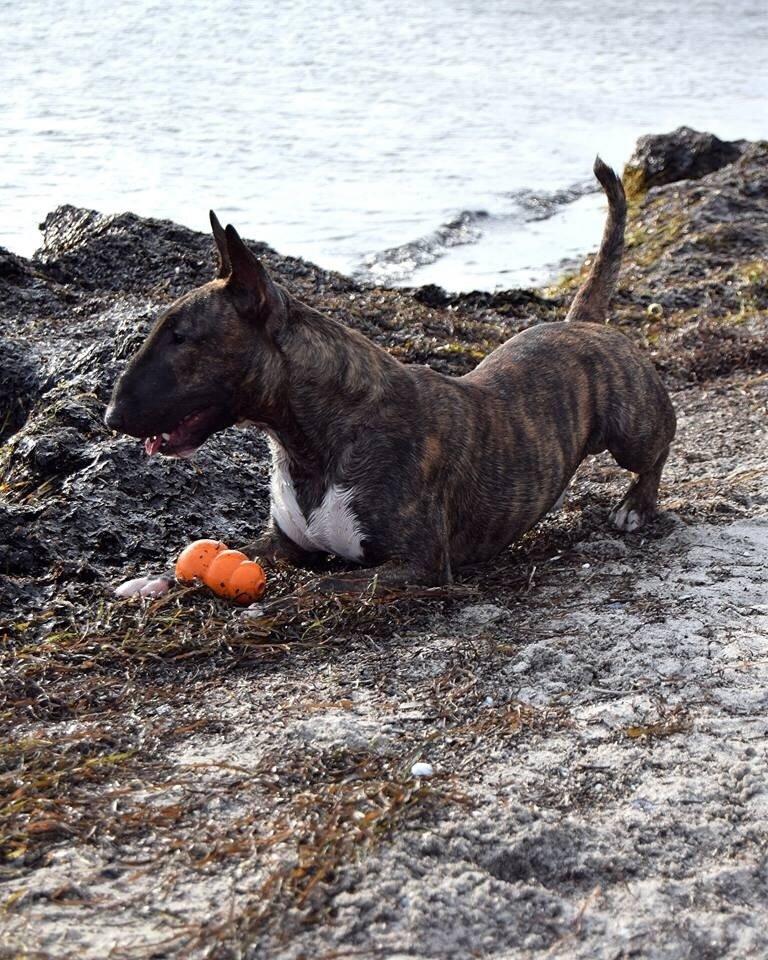 Bullterrier Ollie billede 15