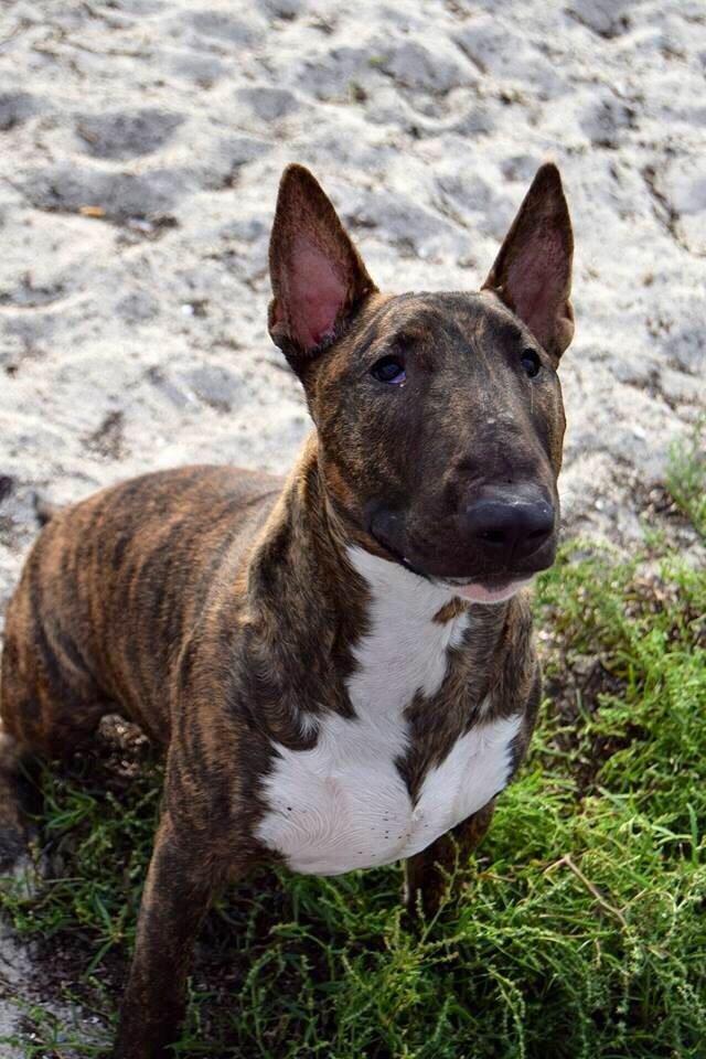 Bullterrier Ollie billede 16