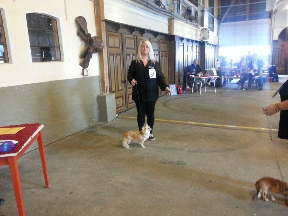 Chihuahua "Big" Mac billede 26