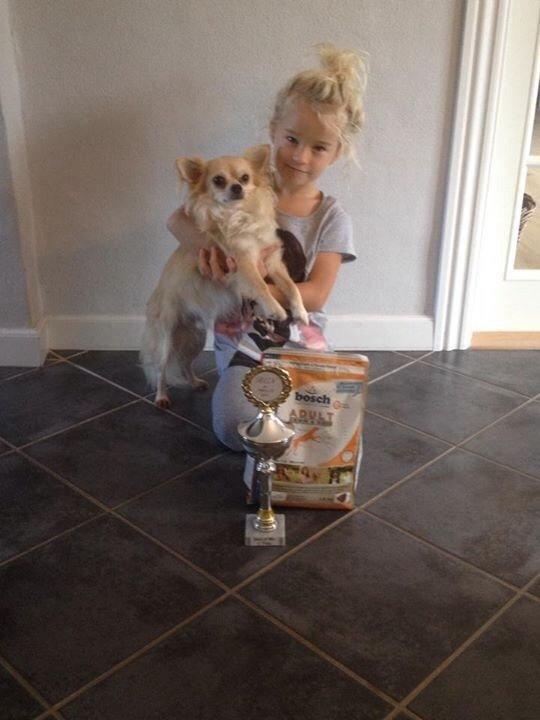 Chihuahua "Big" Mac billede 1