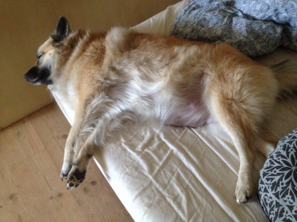 Islandsk fårehund Salka billede 9