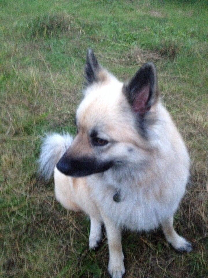 Islandsk fårehund Salka billede 8